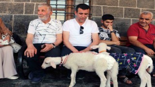 Biberonla beslediği kuzuları kültür turuna dahil oldu