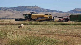 Biçerdöver operatörlerinin gurbette zorlu ekmek mücadelesi
