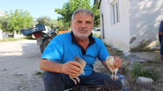 Bıldırcın üreticileri kendilerine kolaylık sağlanmasını istiyor