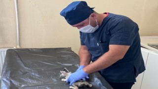 Boğazına kemik takılan kedi kurtarıldı