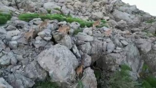 Bölgeye huzurun gelmesiyle silah sesleri yerini yaban keçilerine bıraktı