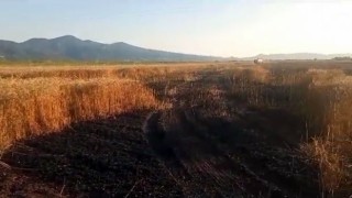 Buğday tarlasında yangın: 15 dönüm küle döndü