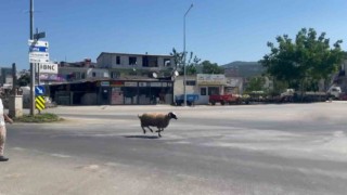 Bursada kurbanlık koç trafiği birbirine kattı