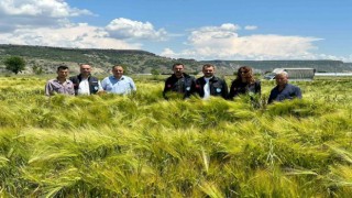 Büyükşehirin dağıttığı arpa ve buğday tohumları verimliliğiyle yüz güldürdü