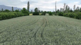 Büyükşehirin hibe ettiği ata tohumları boy verdi