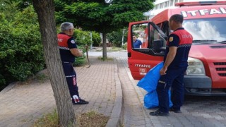 Çanda itfaiye ekipleri yol kenarında yakaladıkları yılanı doğal ortamına bıraktı