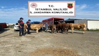 Çatalcada çalınan kurbanlıklar jandarma ekipleri tarafından bulunarak sahiplerine teslim edildi