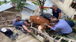 Çatıya çıkan ineği itfaiye ekipleri kurtardı