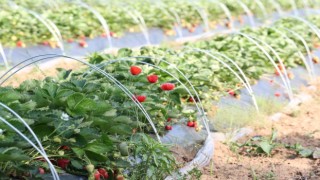 Çilek hasadı hava muhalefetinden dolayı ertelendi