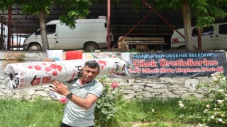 Çilek üreticisine büyükşehirden naylon desteği