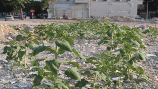 Çöken kuruyemiş dükkanının enkazından ayçiçekleri boy verdi