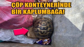 Çöp konteynerindeki kaplumbağa son anda kurtarıldı