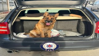 Çorumda köpek çalan 2 kişi tutuklandı