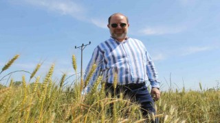 Cumhurbaşkanı Erdoğanın buğday fiyatı açıklaması Edirneli üreticileri sevindirdi