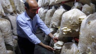 Demirci ustasının hobisi: İstiridye mantarı yetiştiriciliği