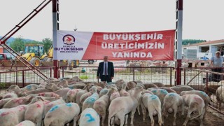 Denizlide küçükbaş hayvancılığa 7,5 milyon liralık destek