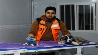Deprem mağduru hayvanları gönüllü olarak tedavi ediyor