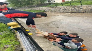 Dereye düşen buzağı için seferber oldular