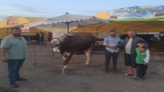 Dev dana 135 bin liradan alıcı buldu