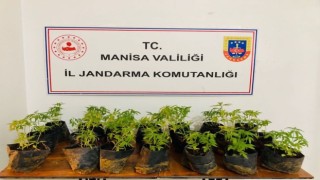 Dikime hazır fide halinde 733 kök kenevir ele geçirildi