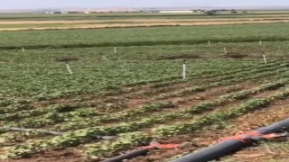 Diyarbakırda domuz sürüsü tarladaki mahsulü ezip geçti