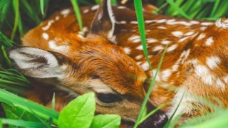 DKMPden geyik ve karaca yavruları için uyarı