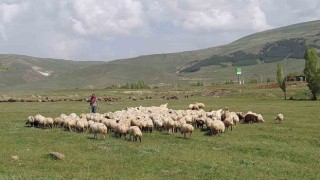 Doğu Anadolu Canlı Hayvan Pazarında hareketlilik başladı