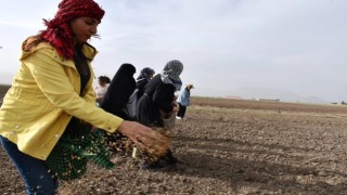 Doğubayazıtlı kadınlar toprağa hayat verdi