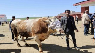 Doğudan Batıya kurbanlık sevkiyatı hız kazandı