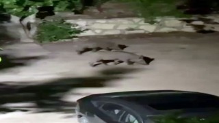 Domuz sürüsü yerleşim alanına indi