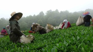 Dünyanın en kaliteli fındığının üretildiği Giresunda kemençe eşliğinde çay hasat şenliği yapıldı