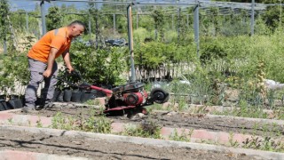 Edremit Belediyesinin ata tohumu projesi büyüyor