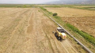 Efeler Belediyesinden buğday hasadı