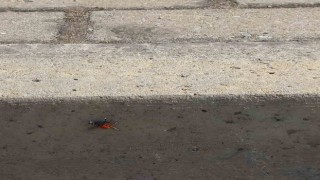 Efelerde şehir merkezinde zehirli uğur böceği örümceği görüldü