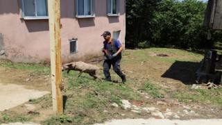 Ekipler her yerde kaybolan yaşlı kadını arıyor