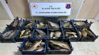 Elazığda 1 ton kaçak balık ele geçirildi