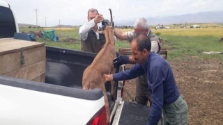 Elazığda bitkin halde bulunan dağ keçisi koruma altına alındı