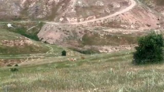 Elazığda dağ keçileri şehir merkezine indi