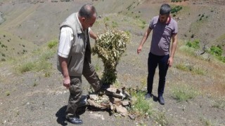 Elazığda kaçak avcılığın önlenmesi için denetimler sürüyor