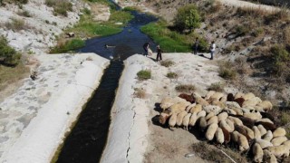 Enkaz kent Hatayda kurbanlıklar, ırmakta serinliyor