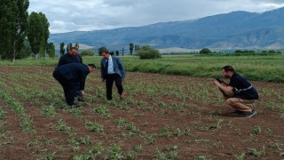 Erzincanda 2 bin dönüm ekili araziyi dolu vurdu