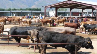 Erzincanda kurban hareketliliği hız aldı