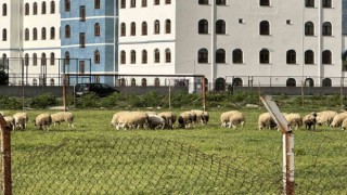Eski futbol sahası koyunların otlama yeri oldu