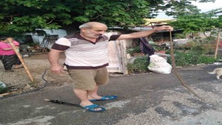 Eve giren yılanı eliyle yakaladı
