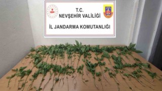 Evinde Hint Keneviri Yetiştiren şahıs gözaltına alındı