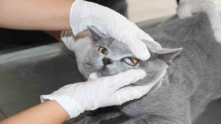 Fırat Üniversitesi Hayvan Hastanesinde 5 ayda 3 bin hayvan tedavi edildi