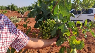 Gaziantepte fıstık üreticileri gözlerine inanamadı
