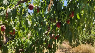 Gaziantepte şeftali sevinci