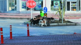 Gazipaşada vatandaşlar başıboş köpeklerden şikayetçi