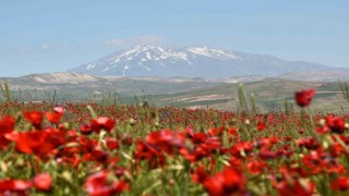 Gelinciklerin Süphan Dağı ile oluşturduğu manzara hayran bırakıyor